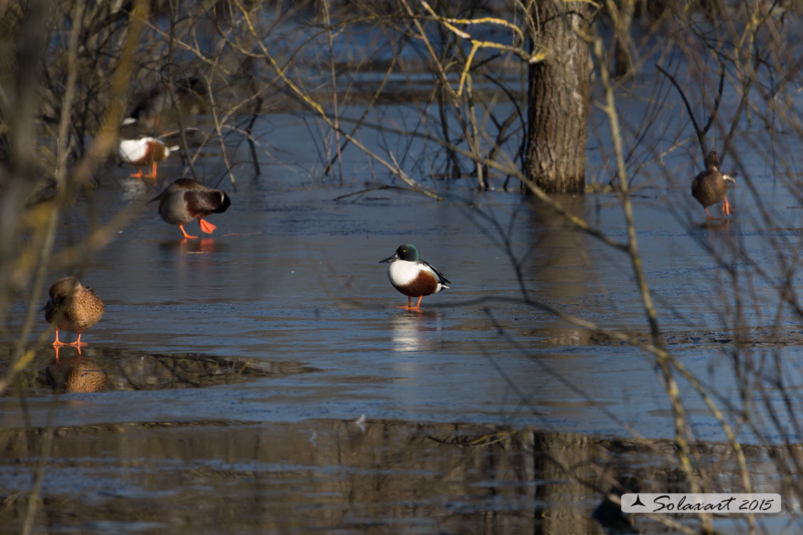 Anas clypeata  -  Mestolone  -  Northern shoveler