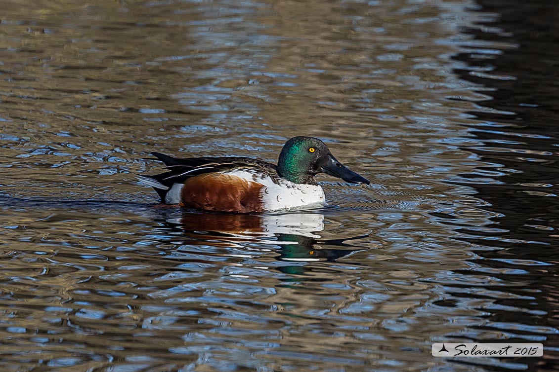 Anas clypeata  -  Mestolone  -  Northern shoveler