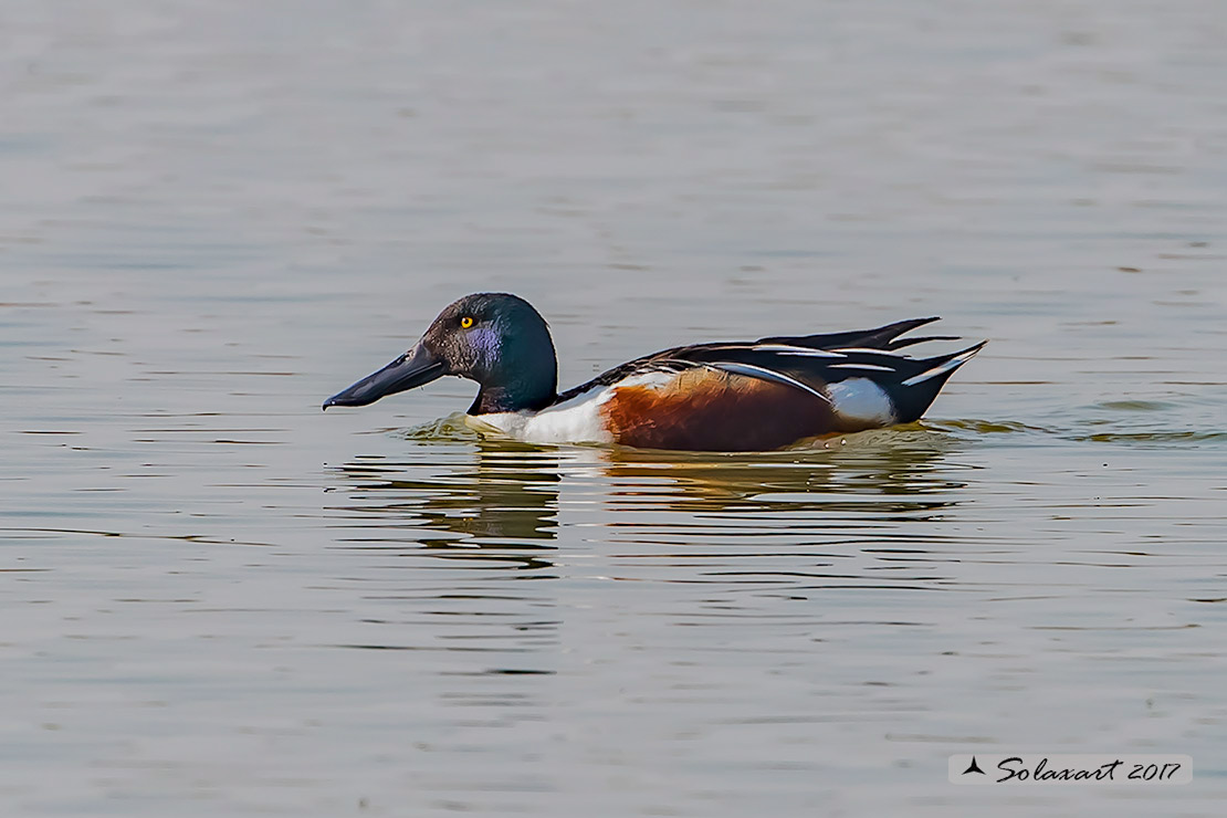 Anas clypeata - Mestolone (maschio) - Northern shoveler (male)