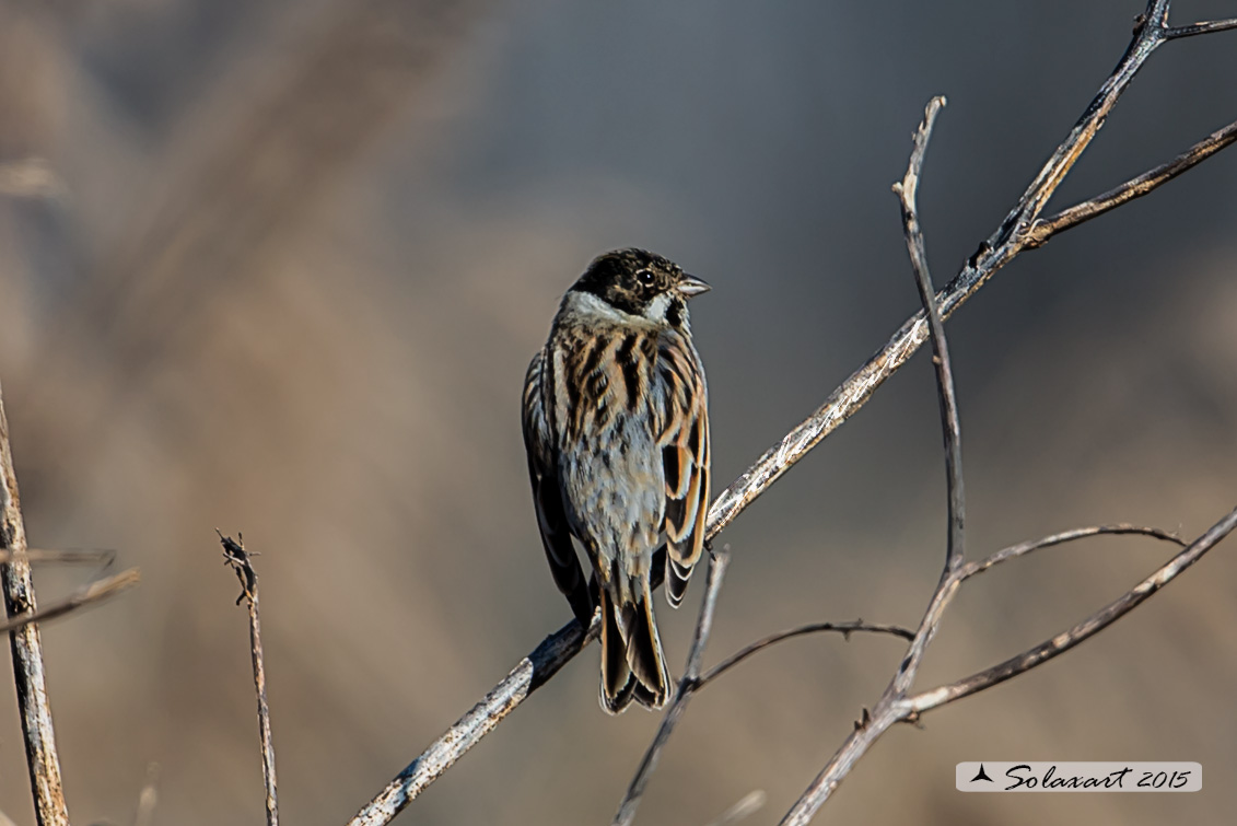 Emberiza schoeniclus  -  Migliarino di palude  -  Common reed bunting