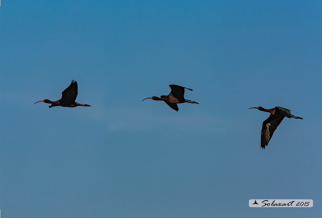 Plegadis falcinellus; Mignattaio; Glossy Ibis