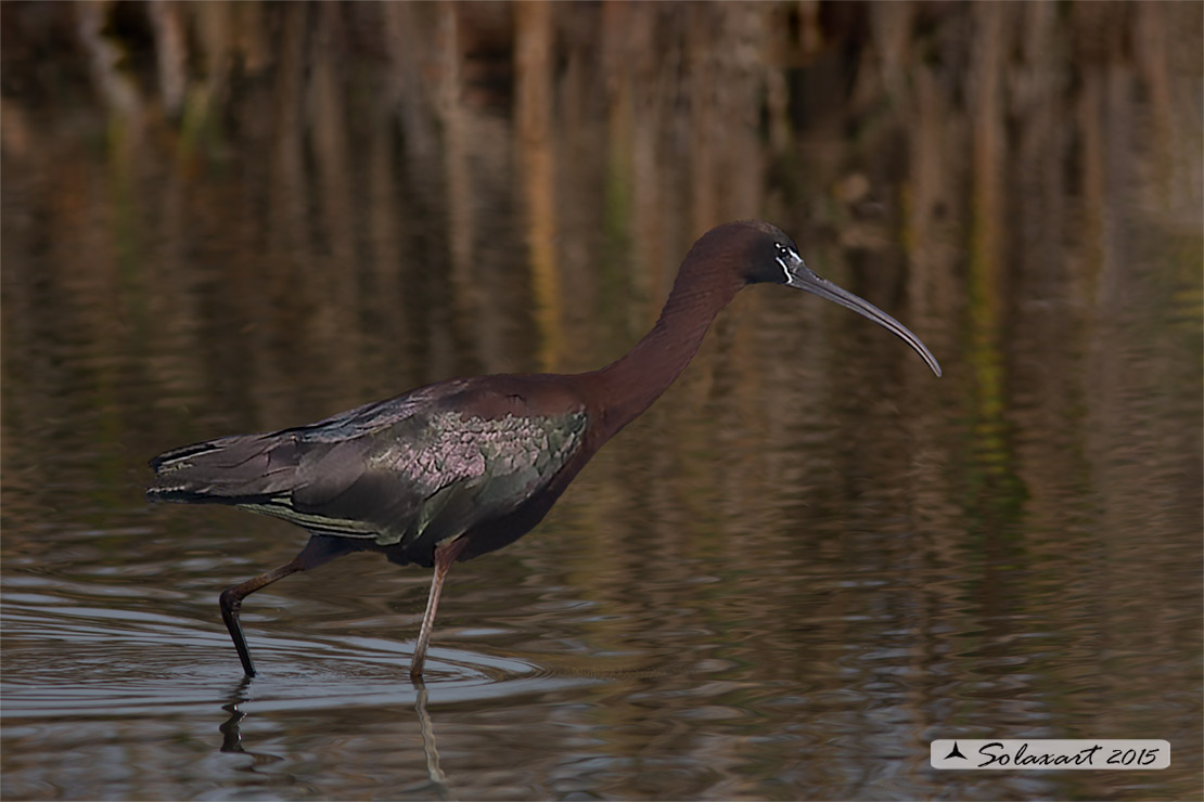 Plegadis falcinellus; Mignattaio; Glossy Ibis