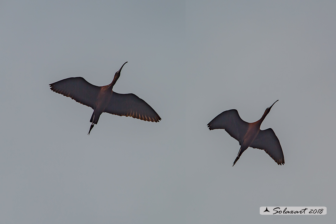 Plegadis falcinellus; Mignattaio; Glossy Ibis