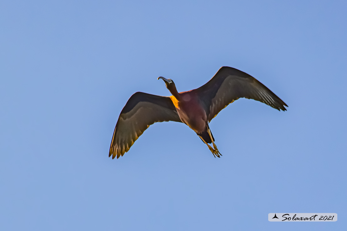 Plegadis falcinellus; Mignattaio; Glossy Ibis