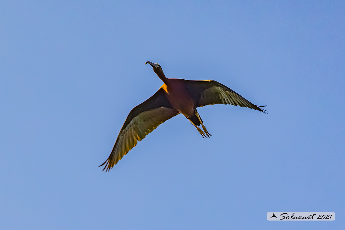 Plegadis falcinellus; Mignattaio; Glossy Ibis