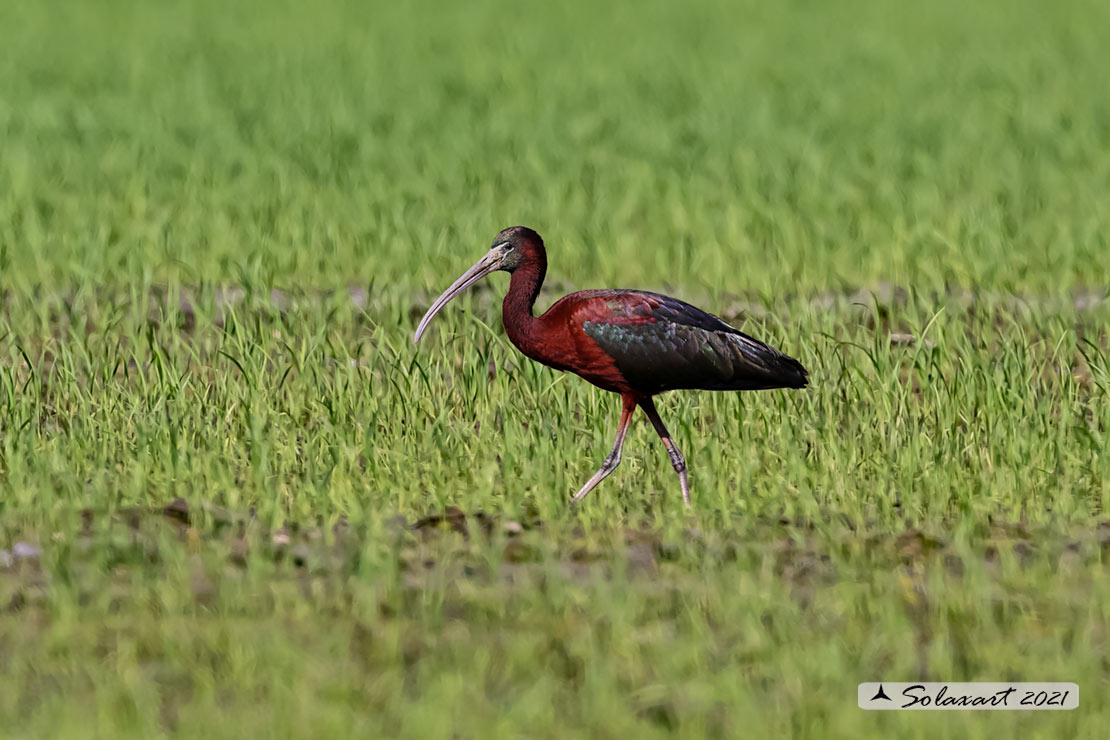 Plegadis falcinellus; Mignattaio; Glossy Ibis