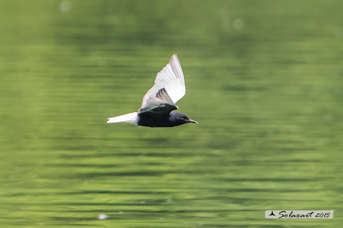 Chlidonias leucopterus:  Mignattino alibianche;  White-winged tern