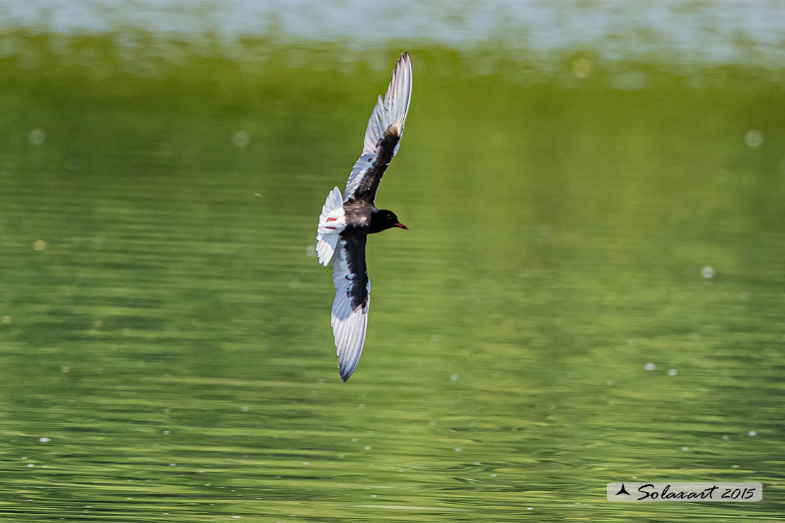 Chlidonias leucopterus:  Mignattino alibianche;  White-winged tern