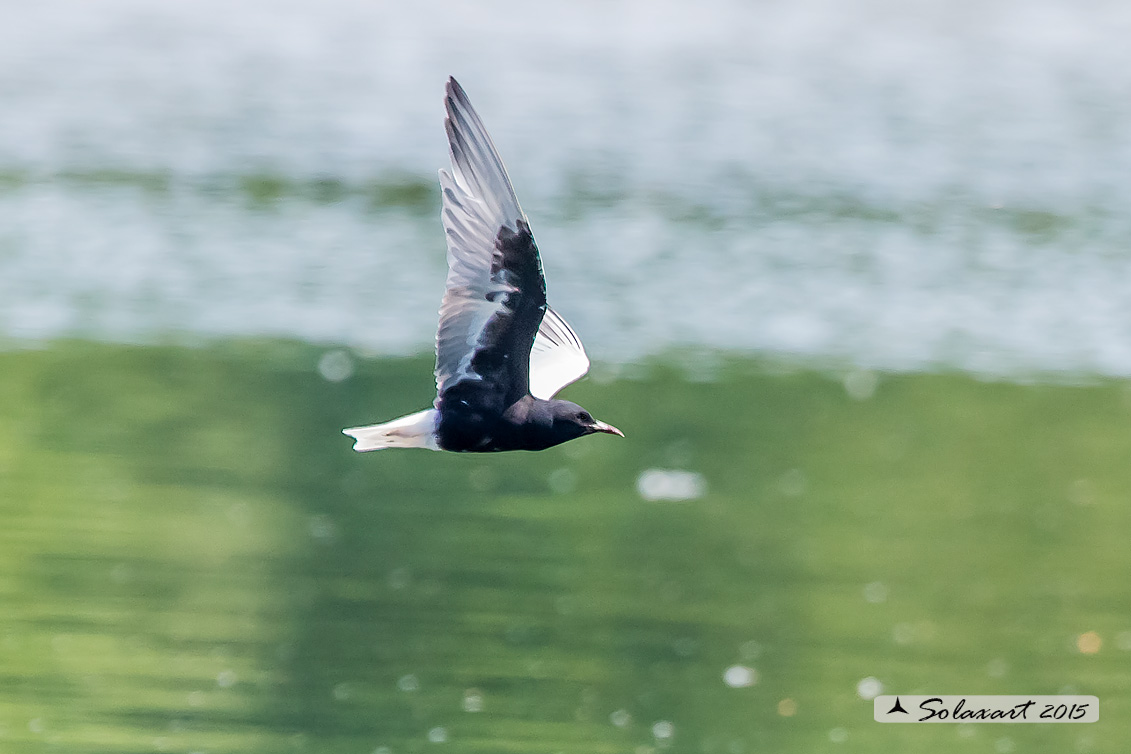 Chlidonias leucopterus:  Mignattino alibianche;  White-winged tern