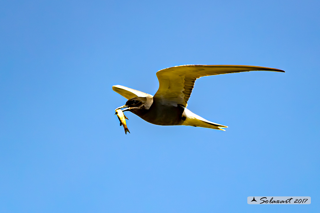 Chlidonias niger :  Mignattino comune ;   Black Tern 