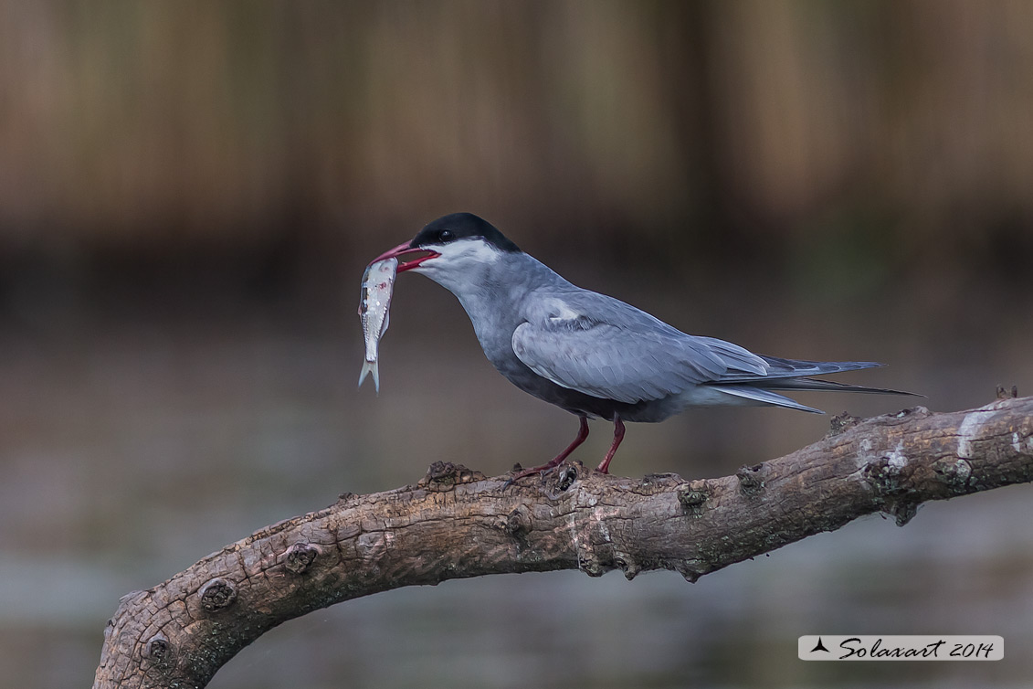 Chlidonias hybridus; Mignattino piombato; Tern whiskered