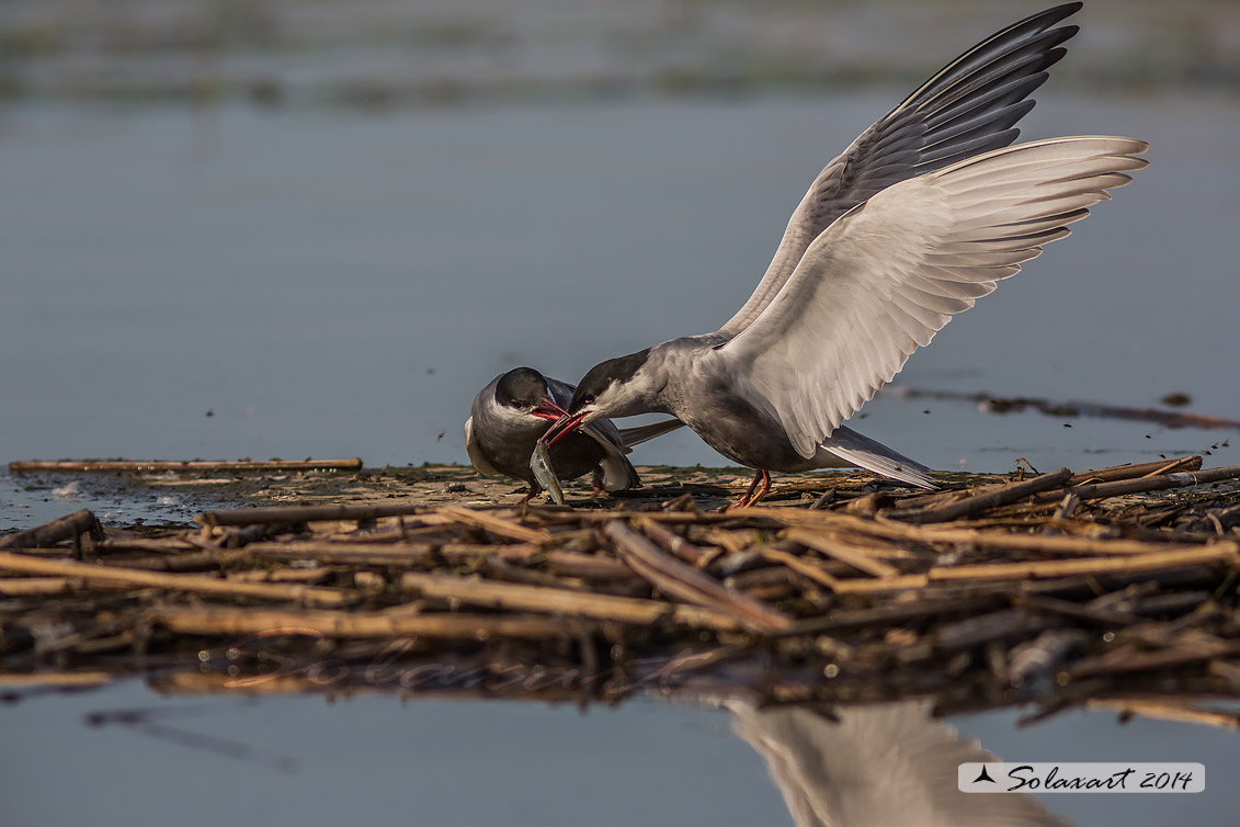 Chlidonias hybridus; Mignattino piombato; Tern whiskered