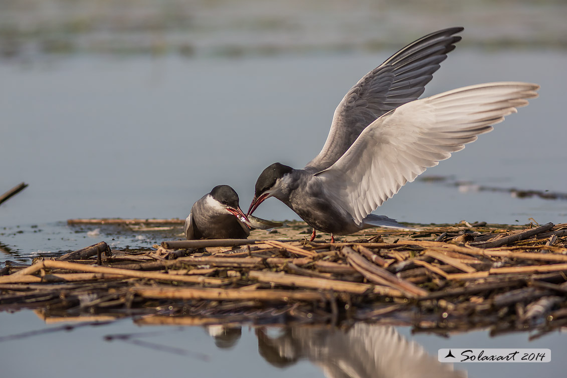 Chlidonias hybridus; Mignattino piombato; Tern whiskered