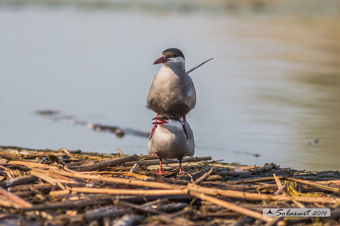 Chlidonias hybridus; Mignattino piombato; Tern whiskered