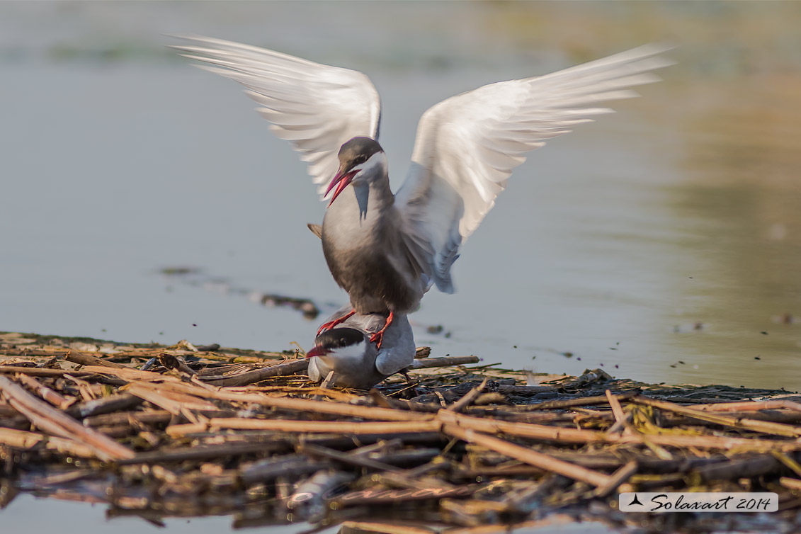 Chlidonias hybridus; Mignattino piombato; Tern whiskered