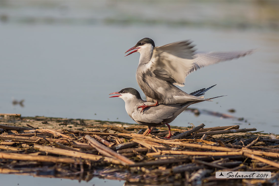 Chlidonias hybridus; Mignattino piombato; Tern whiskered