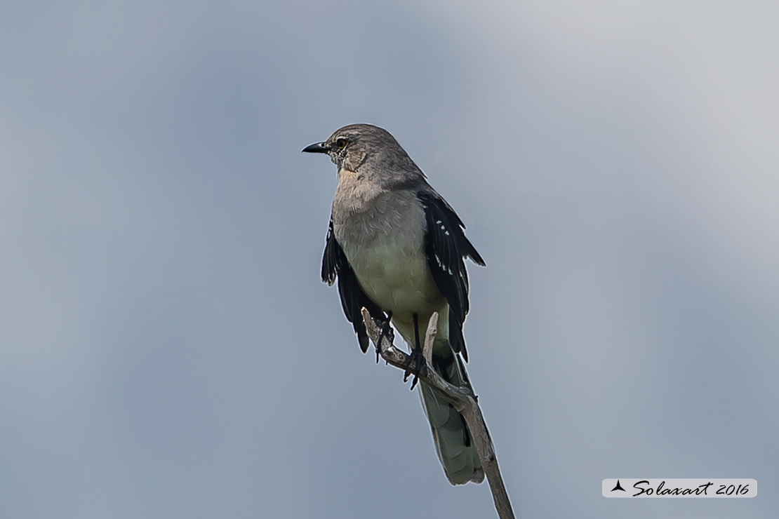 Mimus gilvus :  Mimo tropicale ;  Tropical Mockingbird