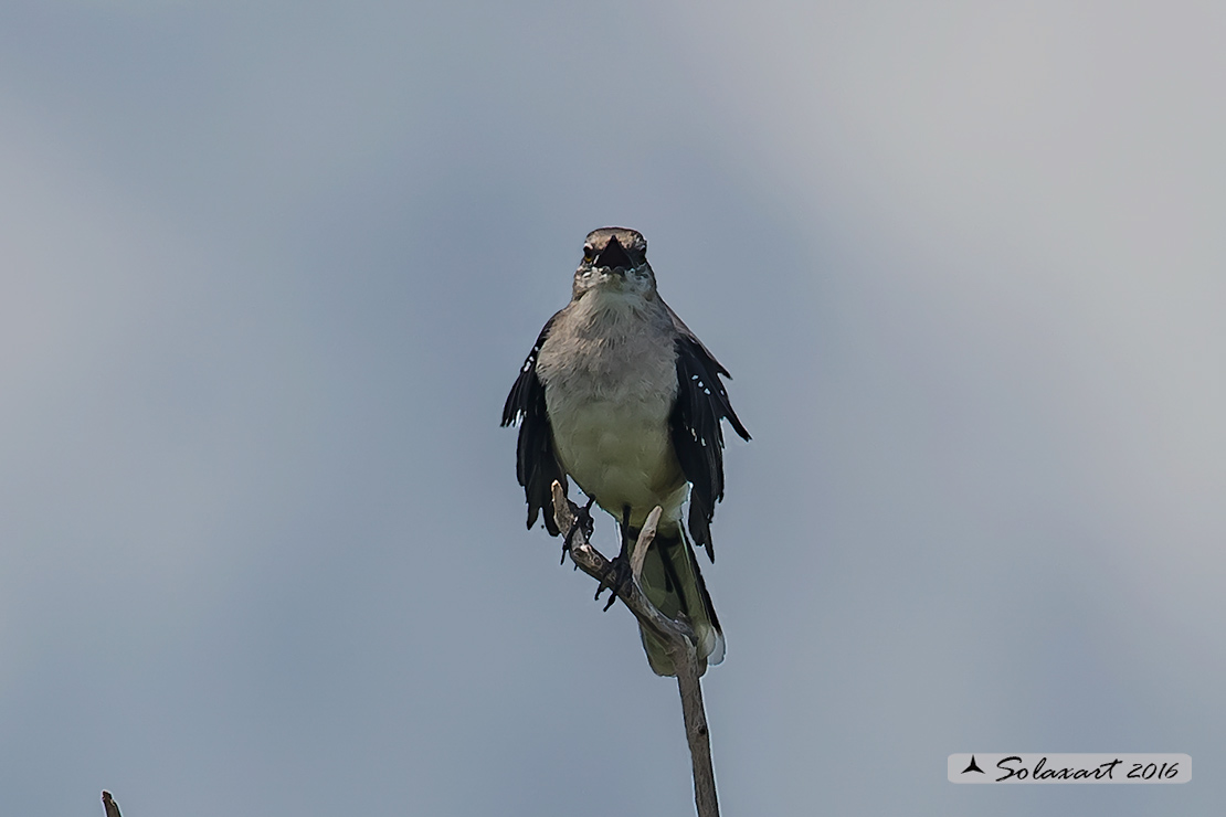 Mimus gilvus :  Mimo tropicale ;  Tropical Mockingbird