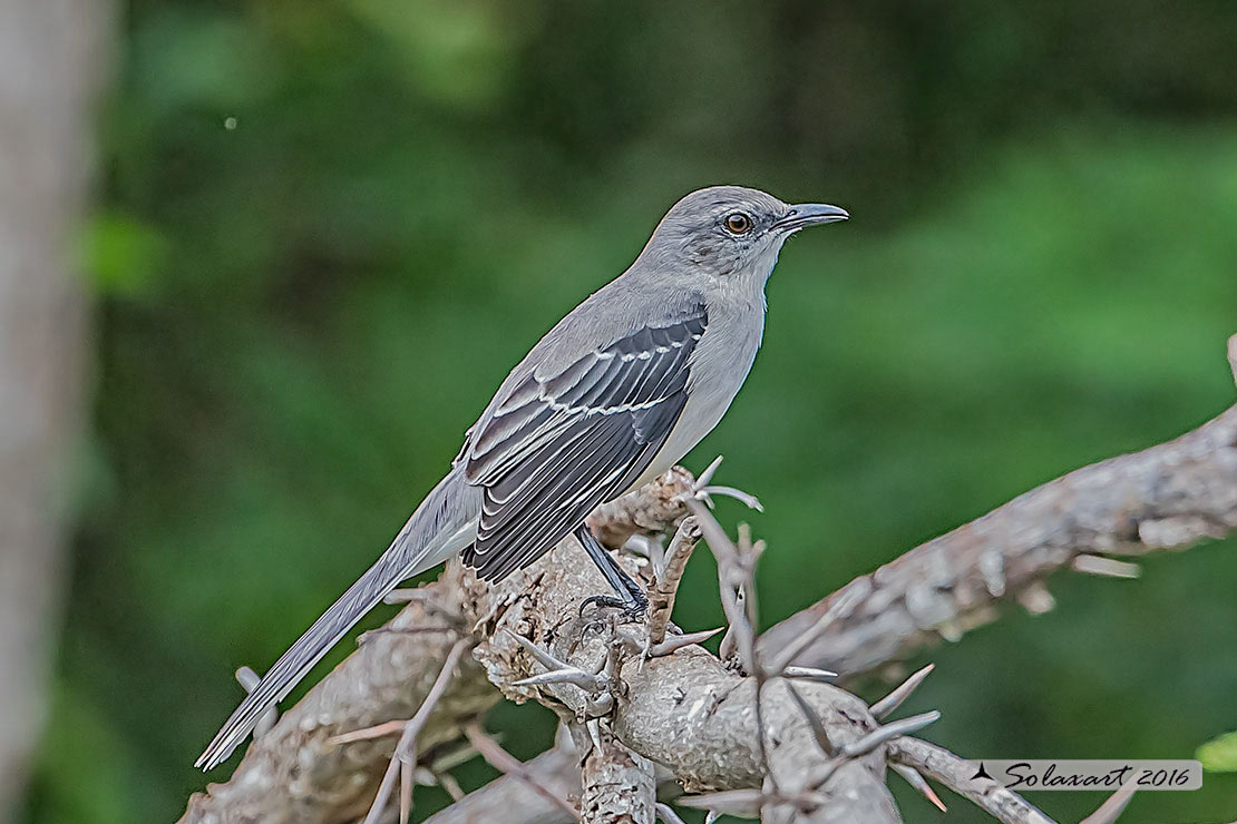 Mimus gilvus :  Mimo tropicale ;  Tropical Mockingbird