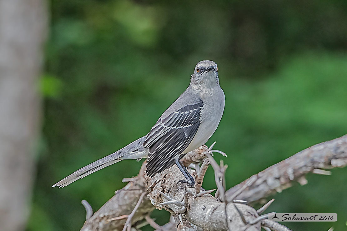 Mimus gilvus :  Mimo tropicale ;  Tropical Mockingbird