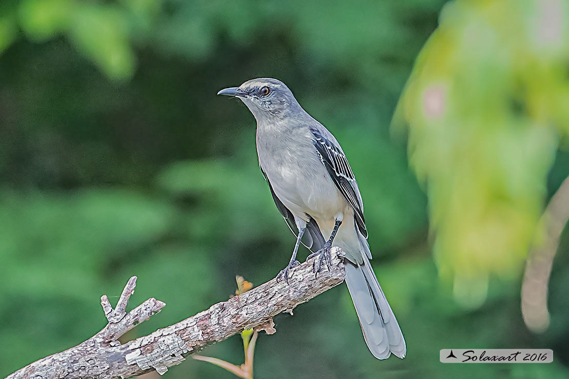 Mimus gilvus :  Mimo tropicale ;  Tropical Mockingbird