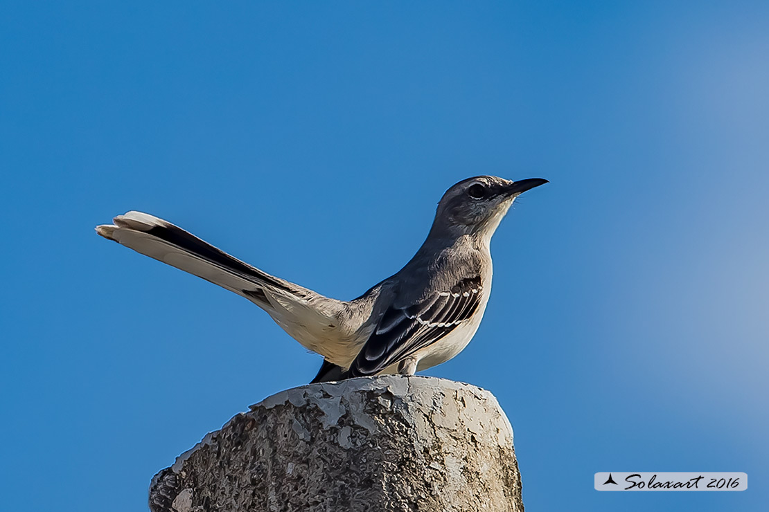 Mimus gilvus :  Mimo tropicale ;  Tropical Mockingbird