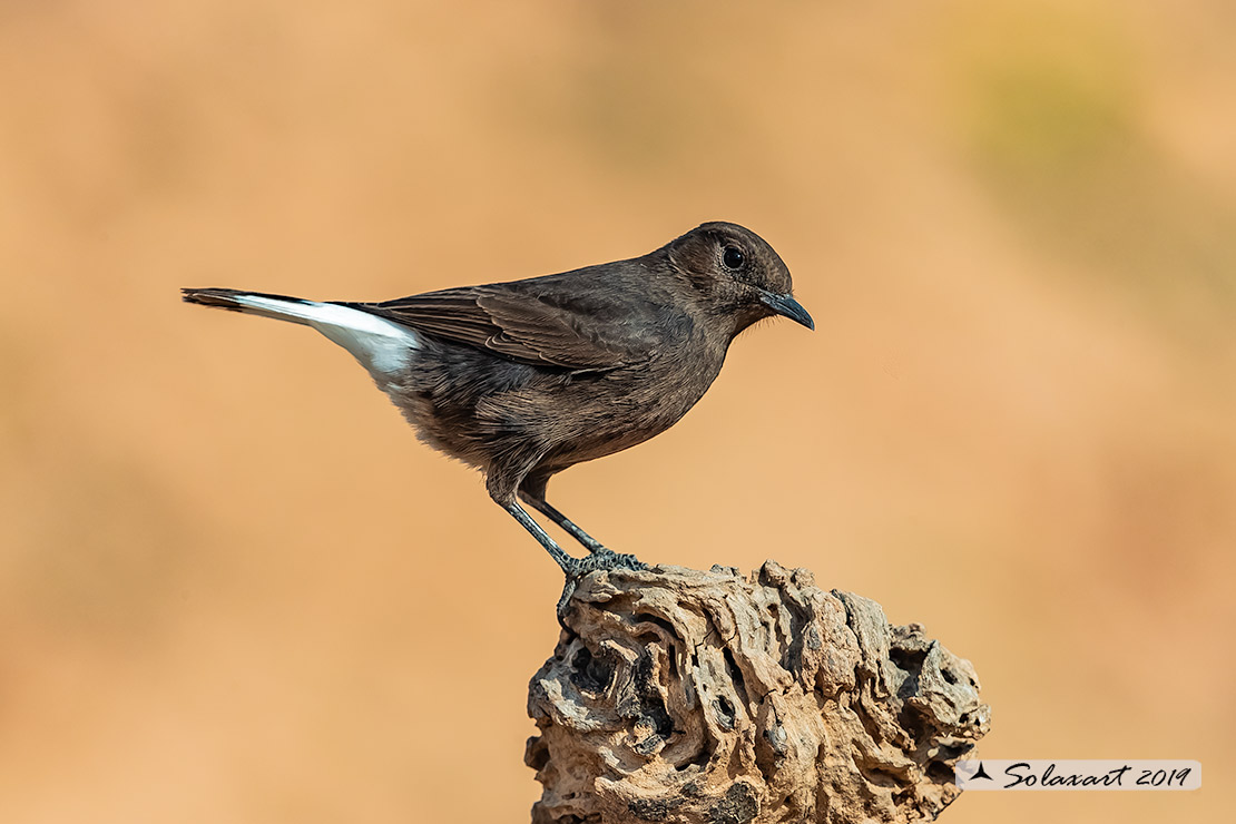 Oenanthe leucura; Monachella nera (femmina); Black Wheatear (female)