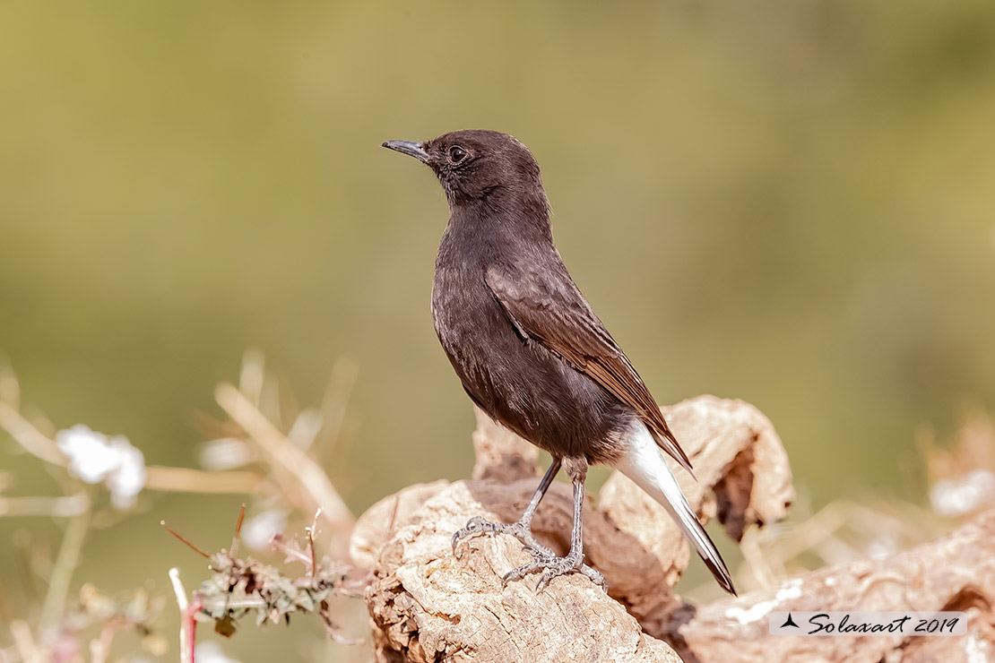 Oenanthe leucura; Monachella nera (femmina); Black Wheatear (female)