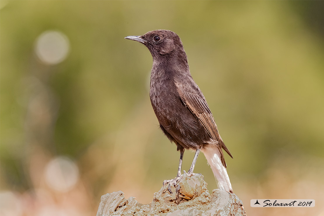 Oenanthe leucura; Monachella nera (femmina); Black Wheatear (female)