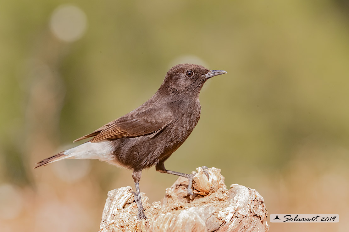 Oenanthe leucura; Monachella nera (femmina); Black Wheatear (female)