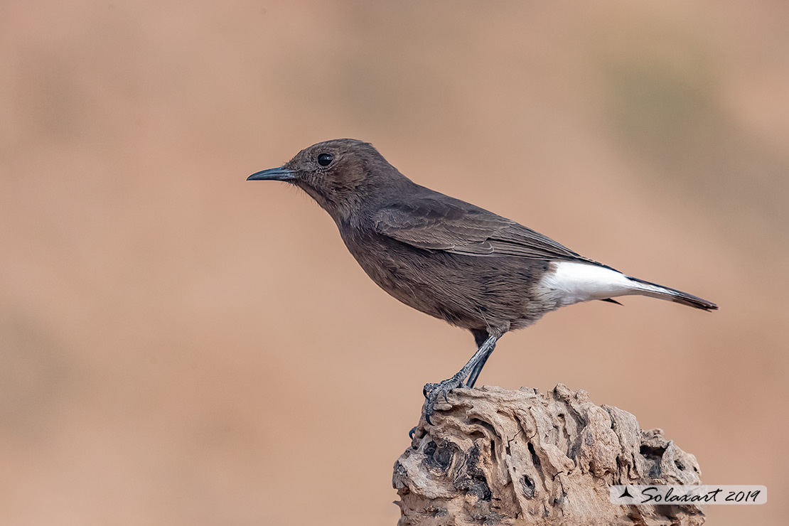 Oenanthe leucura; Monachella nera (femmina); Black Wheatear (female)