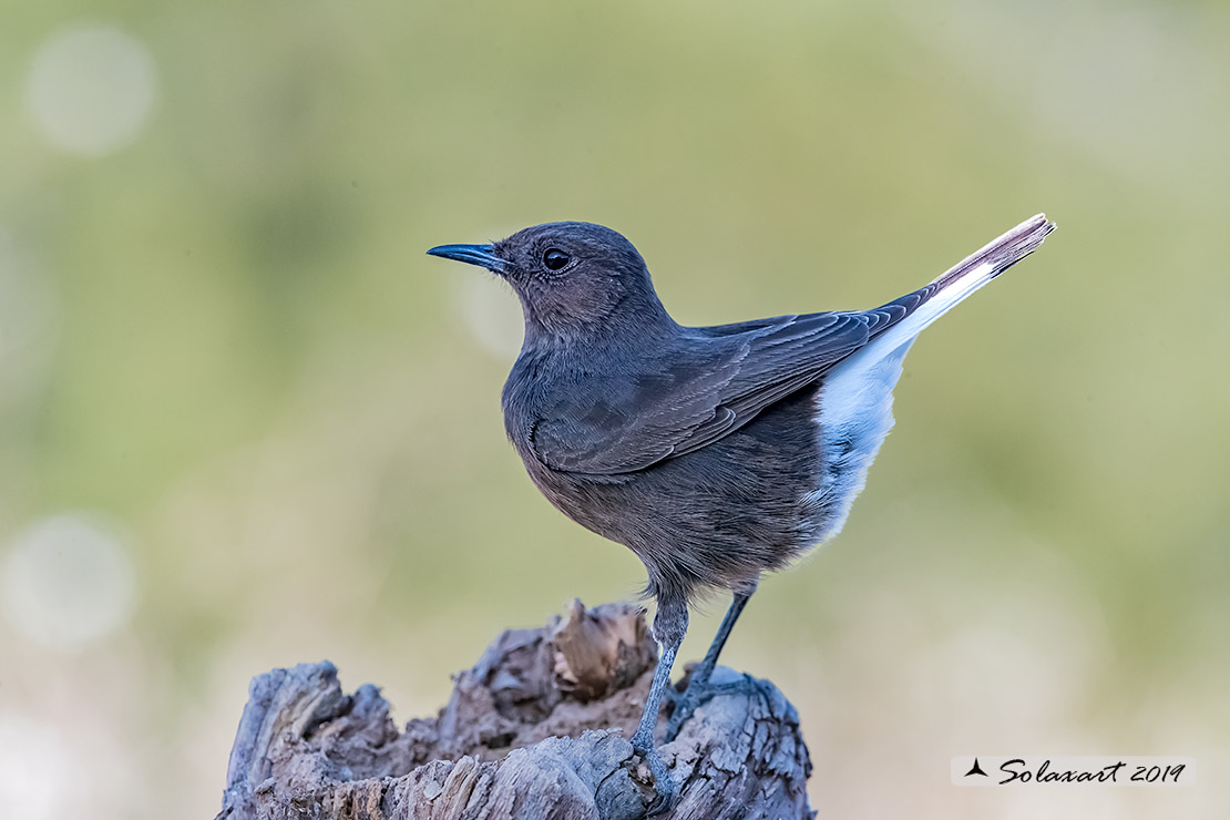 Oenanthe leucura; Monachella nera (femmina); Black Wheatear (female)