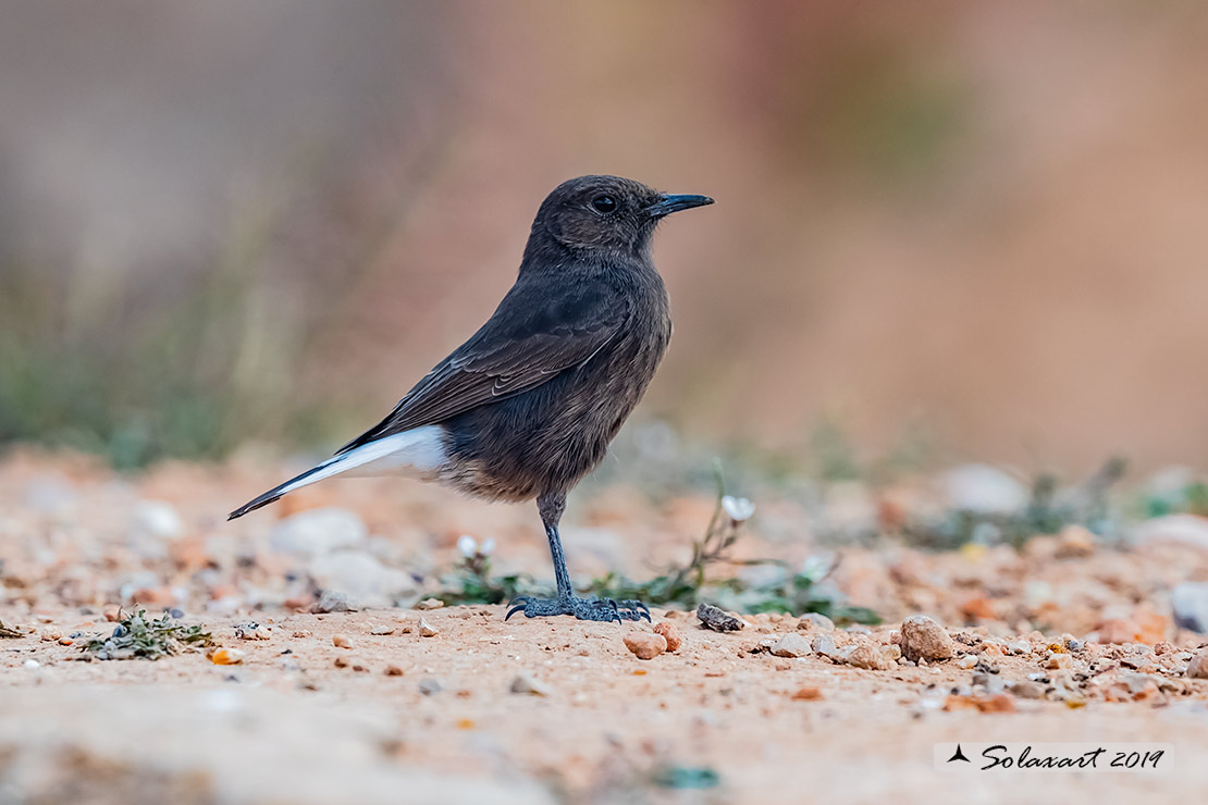 Oenanthe leucura; Monachella nera (femmina); Black Wheatear (female)
