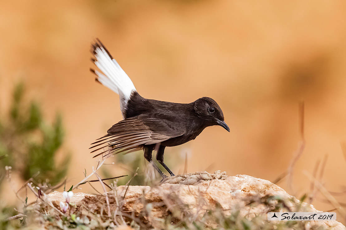 Oenanthe leucura; Monachella nera (maschio); Black Wheatear (male)