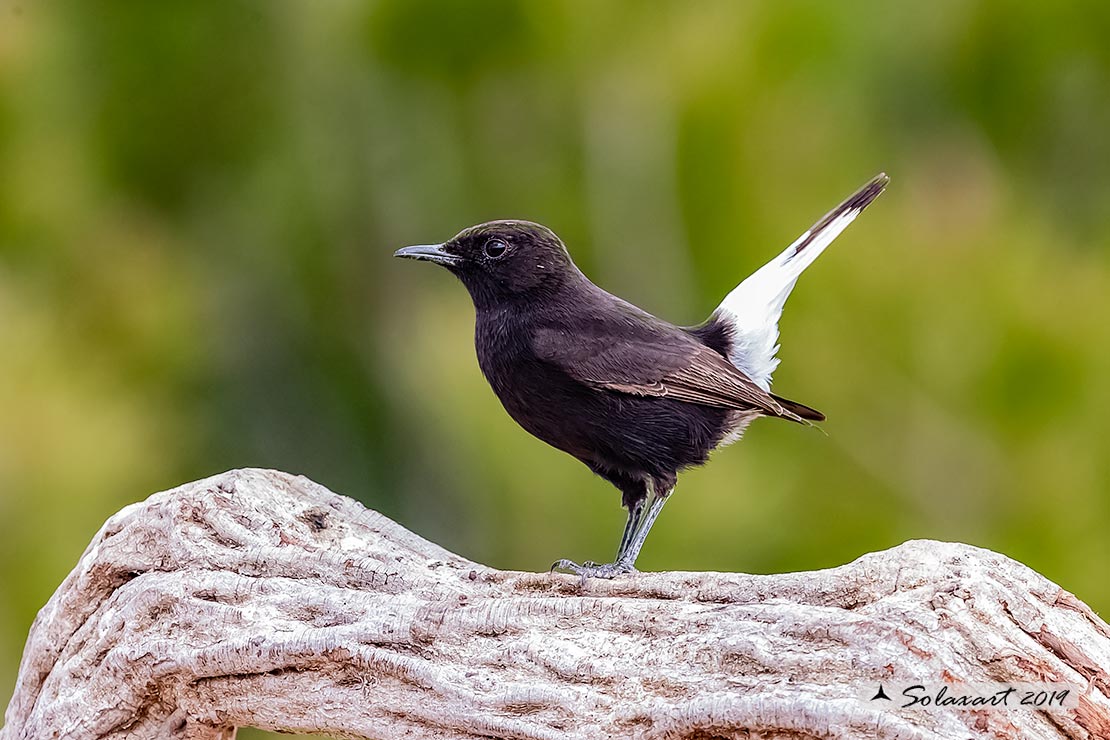 Oenanthe leucura; Monachella nera (maschio); Black Wheatear (male)
