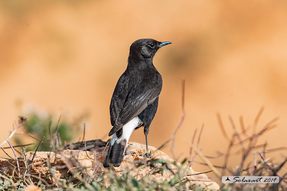 Oenanthe leucura; Monachella nera (maschio); Black Wheatear (male)