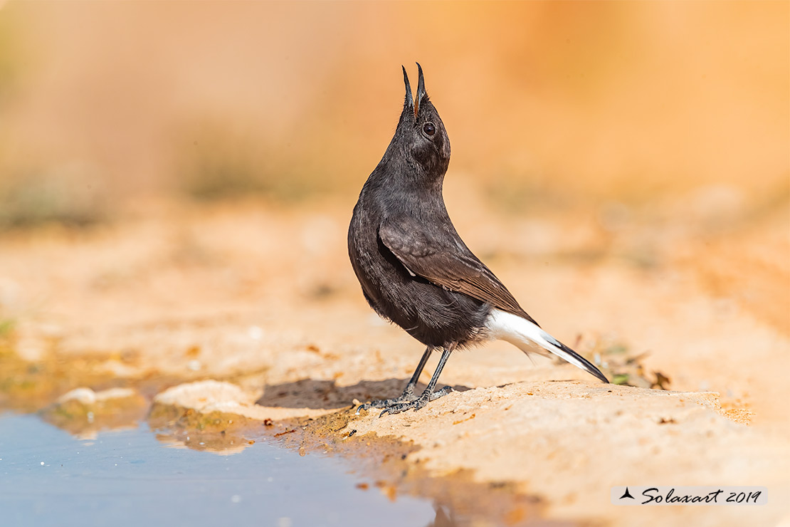 Oenanthe leucura; Monachella nera (maschio); Black Wheatear (male)