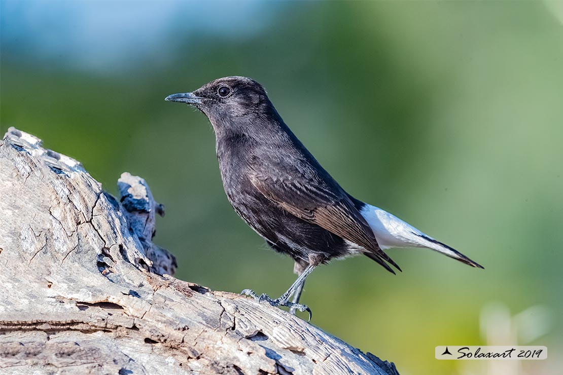 Oenanthe leucura; Monachella nera (maschio); Black Wheatear (male)