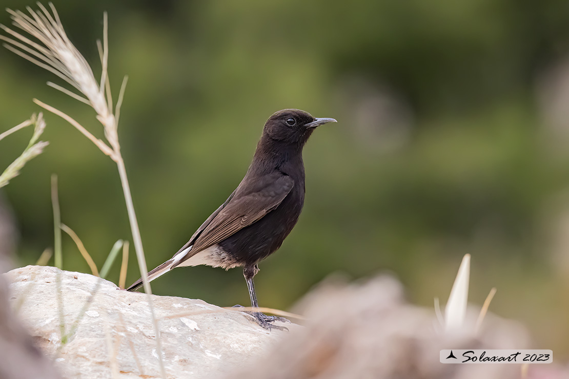Oenanthe leucura; Monachella nera (maschio); Black Wheatear (male)