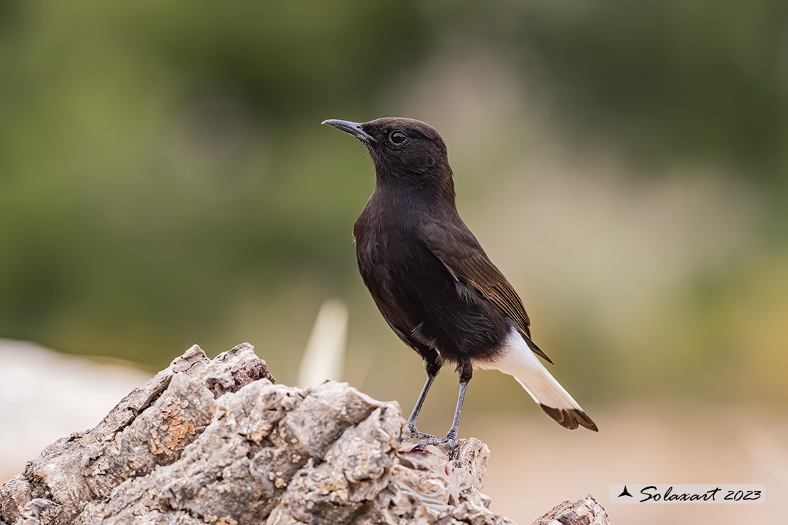 Oenanthe leucura; Monachella nera (maschio); Black Wheatear (male)