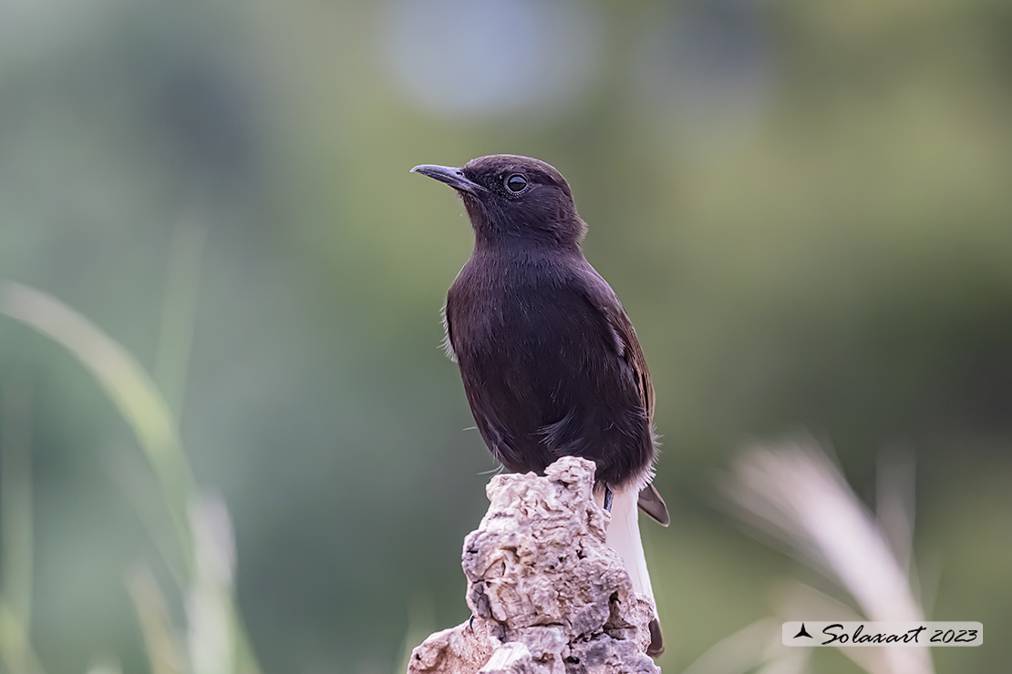 Oenanthe leucura; Monachella nera (maschio); Black Wheatear (male)