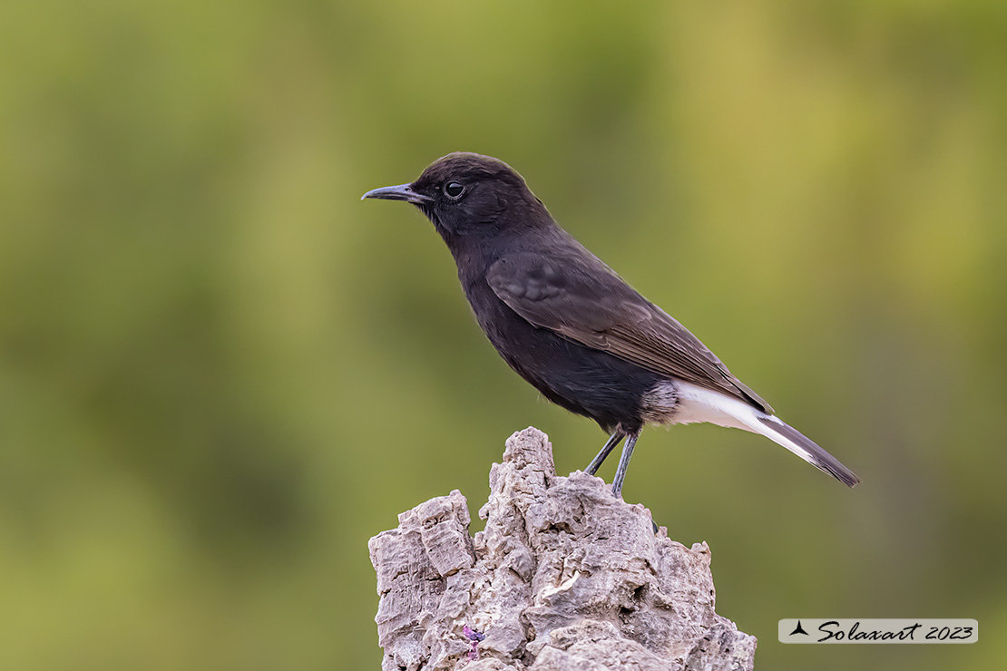 Oenanthe leucura; Monachella nera (maschio); Black Wheatear (male)
