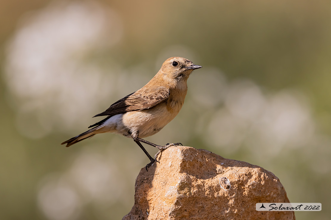 Oenanthe hispanica; Monachella occidentale; Western Black-eared Wheatear