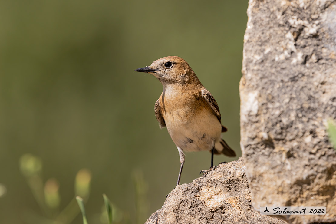 Oenanthe hispanica; Monachella occidentale; Western Black-eared Wheatear