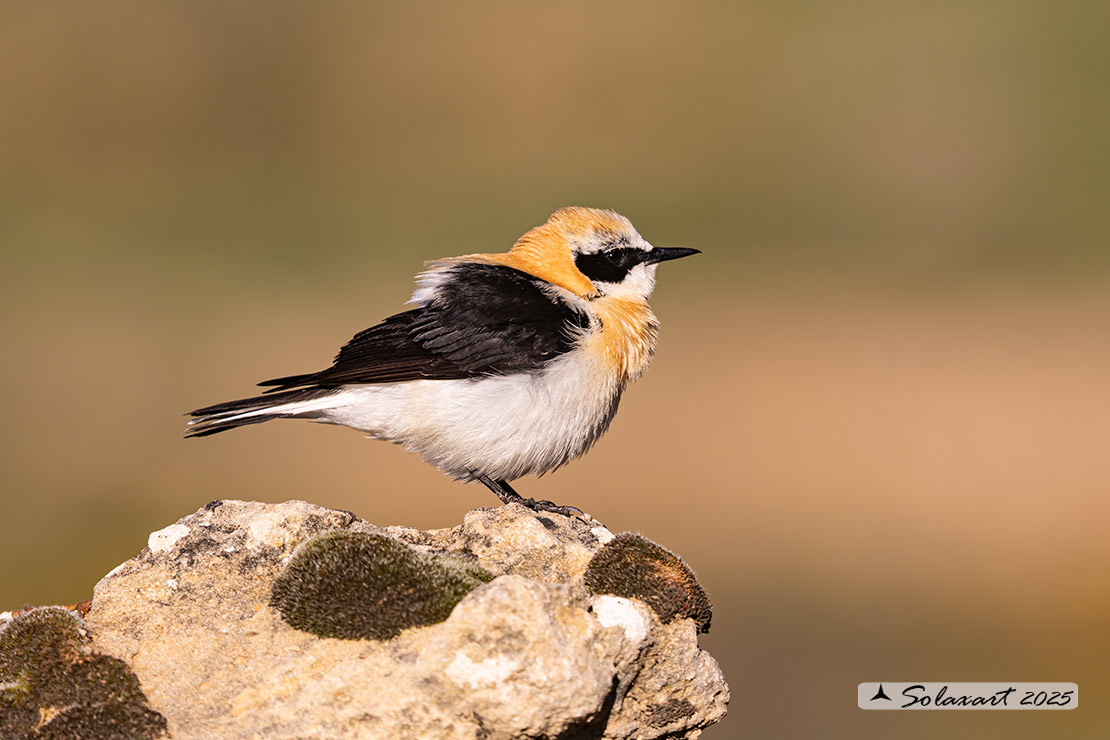 Oenanthe hispanica; Monachella occidentale; Western Black-eared Wheatear