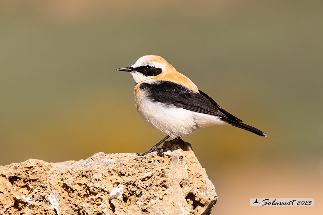 Oenanthe hispanica; Monachella occidentale; Western Black-eared Wheatear