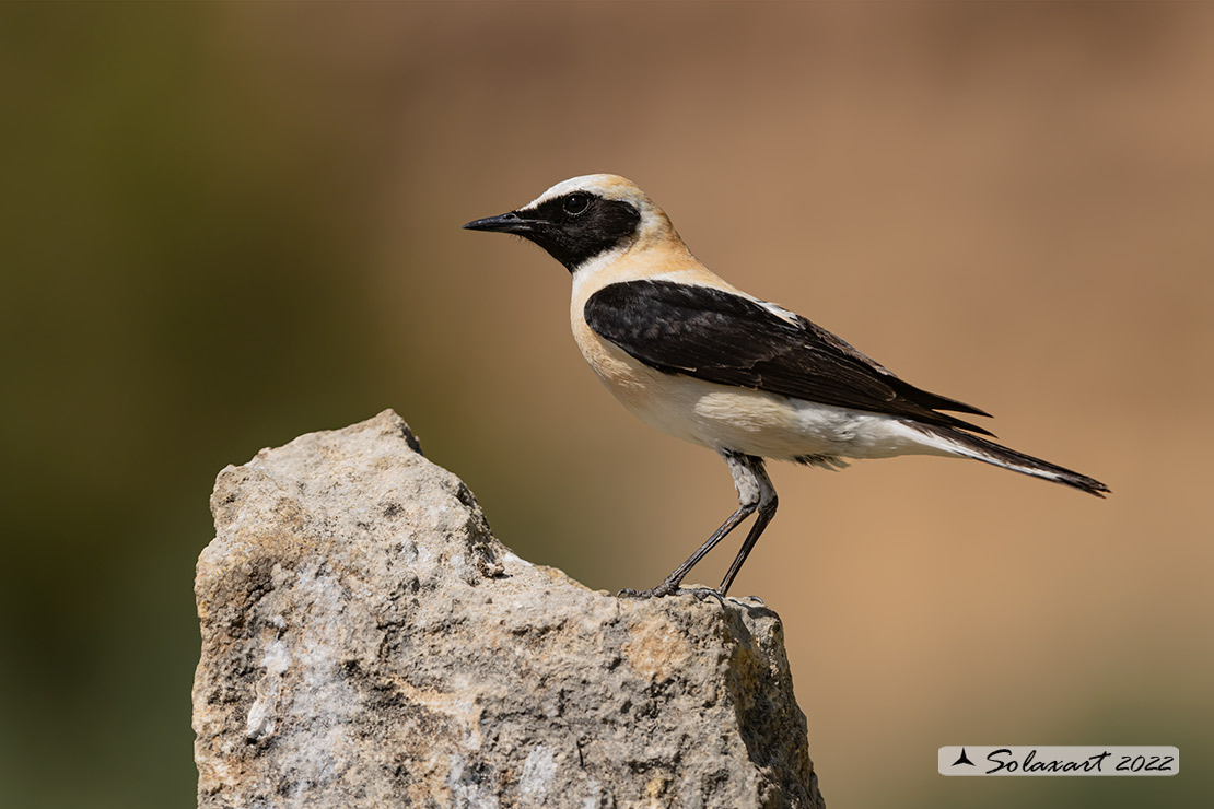 Oenanthe hispanica; Monachella occidentale; Western Black-eared Wheatear