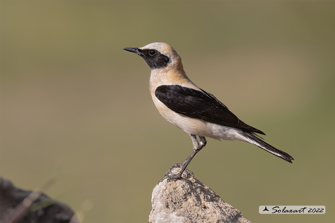 Oenanthe hispanica; Monachella occidentale; Western Black-eared Wheatear