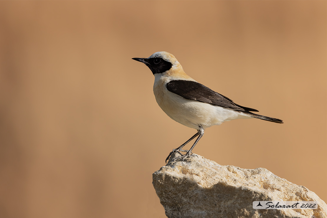 Oenanthe hispanica; Monachella occidentale; Western Black-eared Wheatear