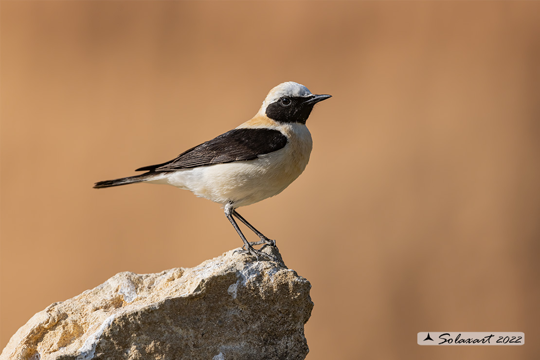 Oenanthe hispanica; Monachella occidentale; Western Black-eared Wheatear